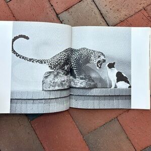 1981 Categorically Speaking Cat Lady Cats Photography Pets Furry Friends Kitty